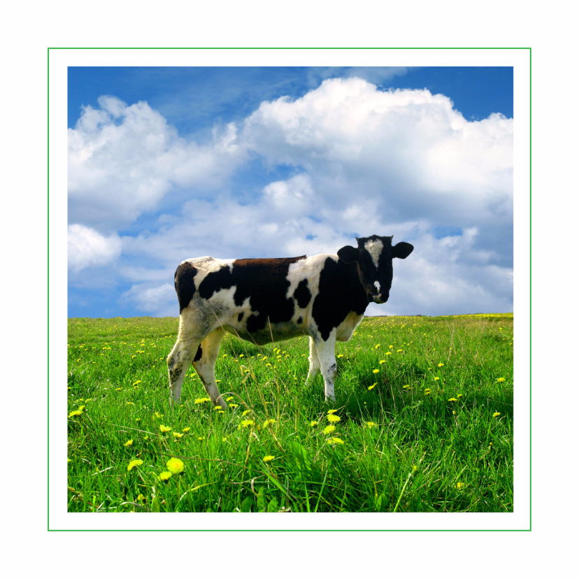 Dierenkaart met koe - Dierenkaarten Dierenkaarten - Dierenkaart met koe