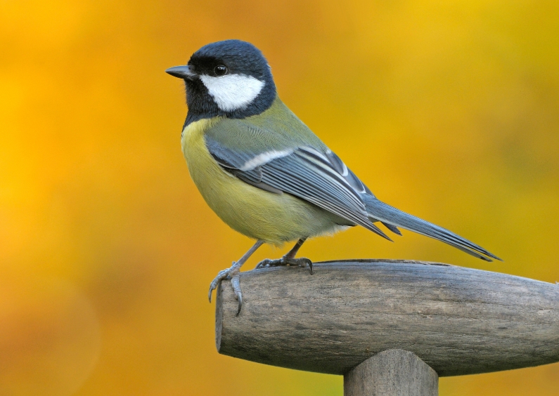 Dierenkaart met prachtig koolmeesje - Dierenkaarten Dierenkaarten - Dierenkaart met prachtig koolmeesje