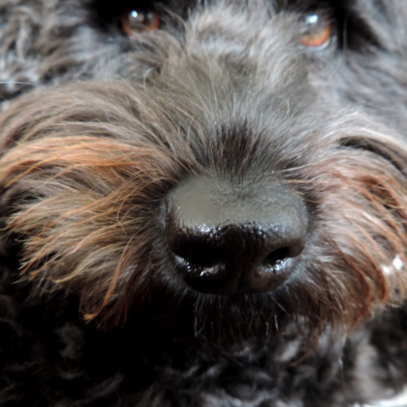 Dierenkaart natte neus Hond - Dierenkaarten Dierenkaarten - Dierenkaart natte neus Hond