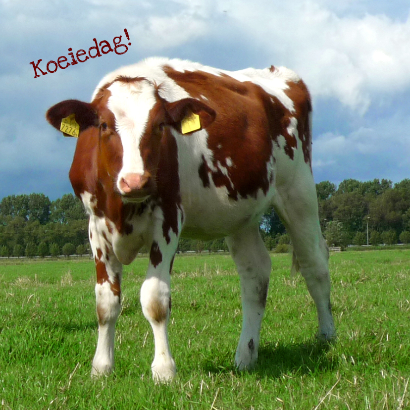 Dierenkaart nieuwsgierige koe - Dierenkaarten Dierenkaarten - Dierenkaart nieuwsgierige koe