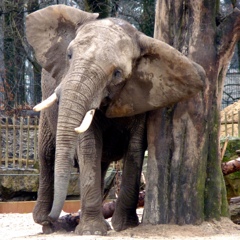 Dierenkaart olifant met jeuk - Dierenkaarten Dierenkaarten - Dierenkaart olifant met jeuk