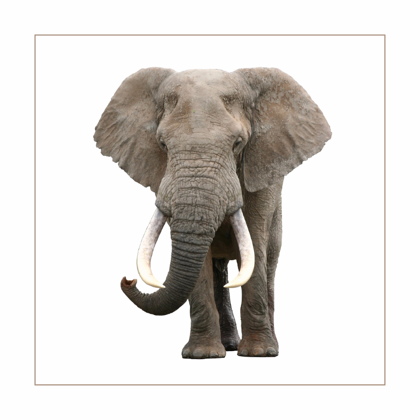 Dierenkaart Olifant 3 - Dierenkaarten Dierenkaarten - Dierenkaart Olifant 3