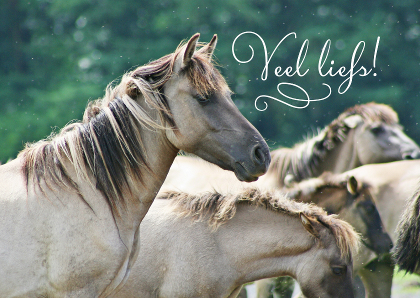 Dierenkaart paarden veel liefs - Dierenkaarten Dierenkaarten - Dierenkaart paarden veel liefs