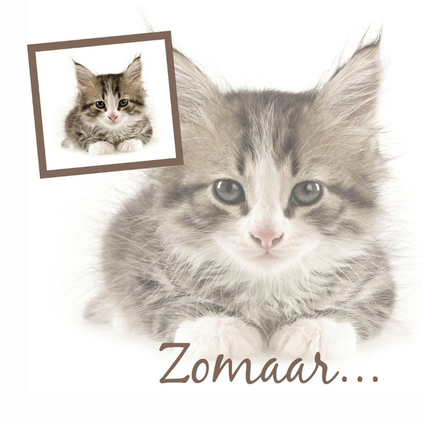 Dierenkaart poesje zomaar... - Dierenkaarten Dierenkaarten - Dierenkaart poesje zomaar...