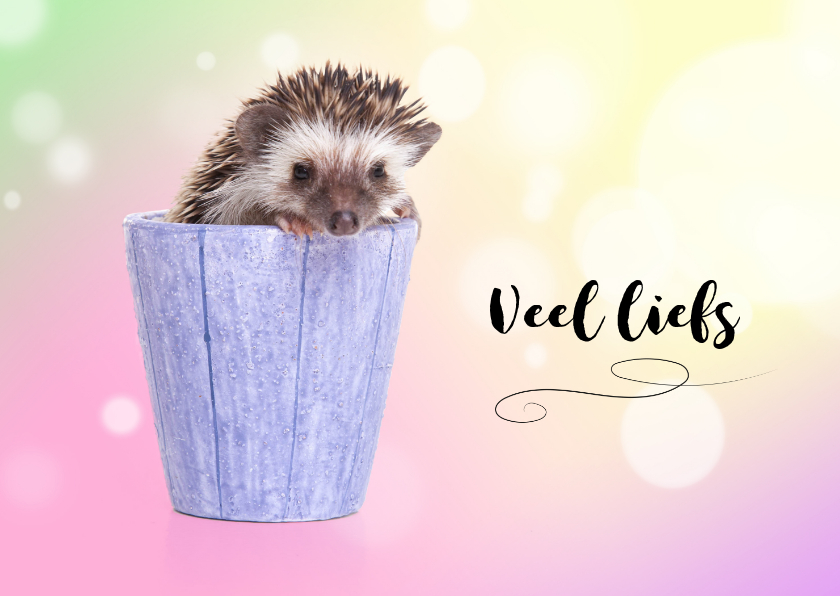 Dierenkaarten - Dierenkaart - Schattig - Egeltje
