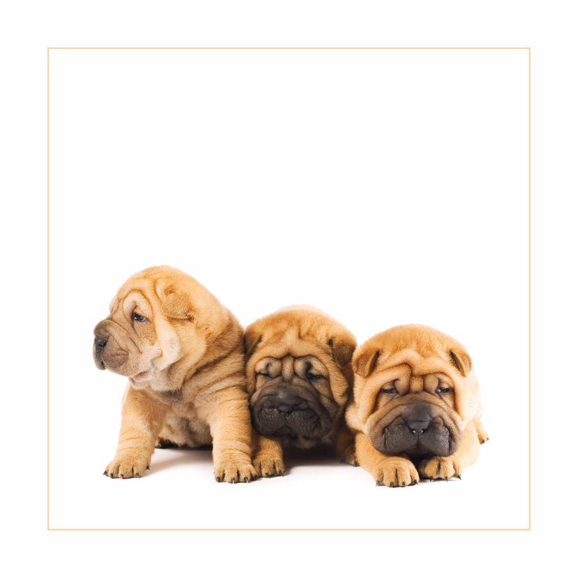 Dierenkaarten - Dierenkaart Sharpei puppies
