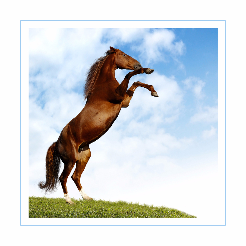 Dierenkaart steigerend paard 2 - Dierenkaarten Dierenkaarten - Dierenkaart steigerend paard 2