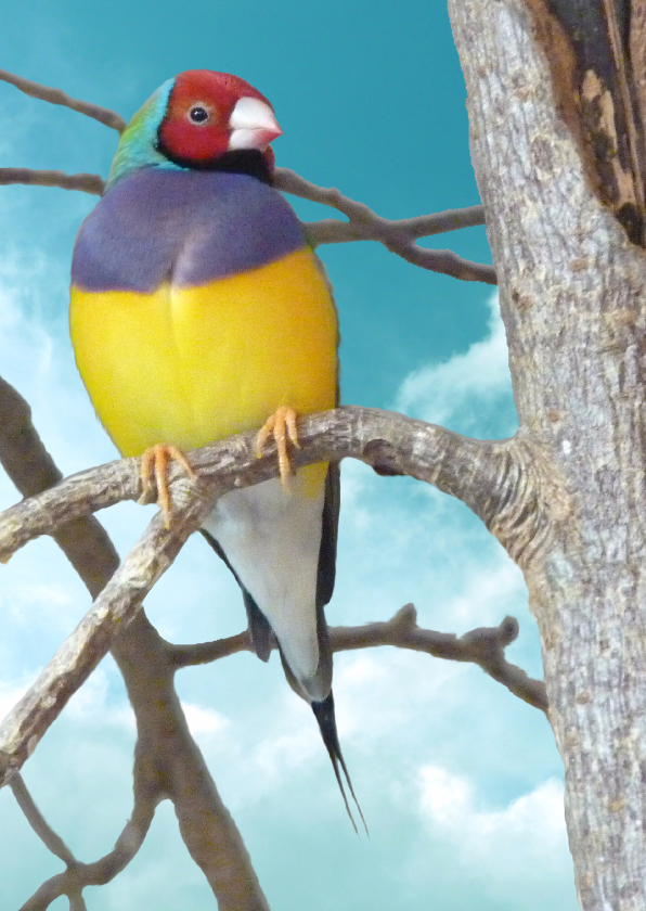 Dierenkaarten - Dierenkaart tropisch vogeltje