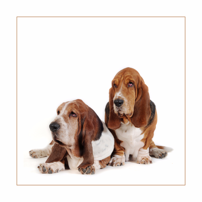 Dierenkaart Twee lieve honden - Dierenkaarten Dierenkaarten - Dierenkaart Twee lieve honden