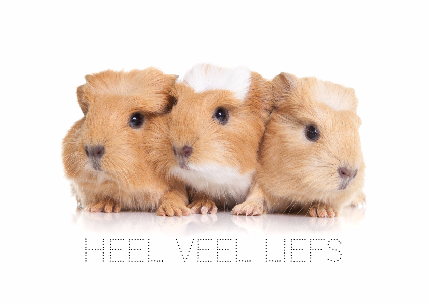 Dierenkaart veel liefs van cavia's - Dierenkaarten Dierenkaarten - Dierenkaart veel liefs van cavia's
