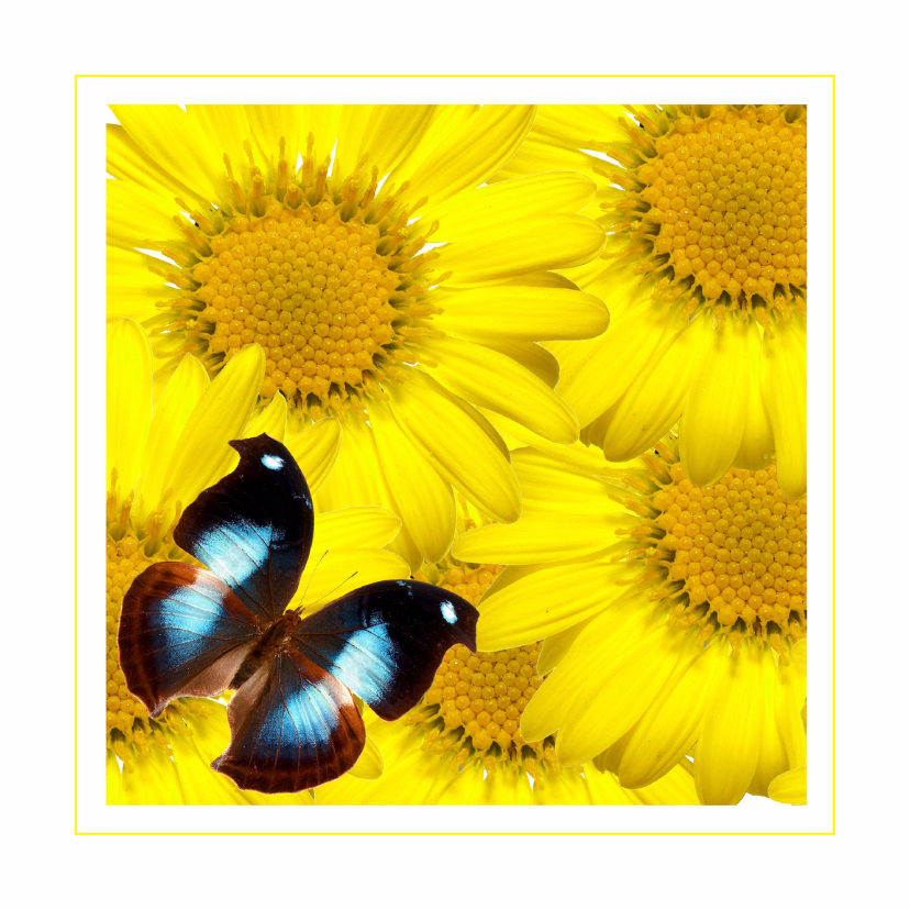 Dierenkaart vlinder op gele bloemen - Dierenkaarten Dierenkaarten - Dierenkaart vlinder op gele bloemen