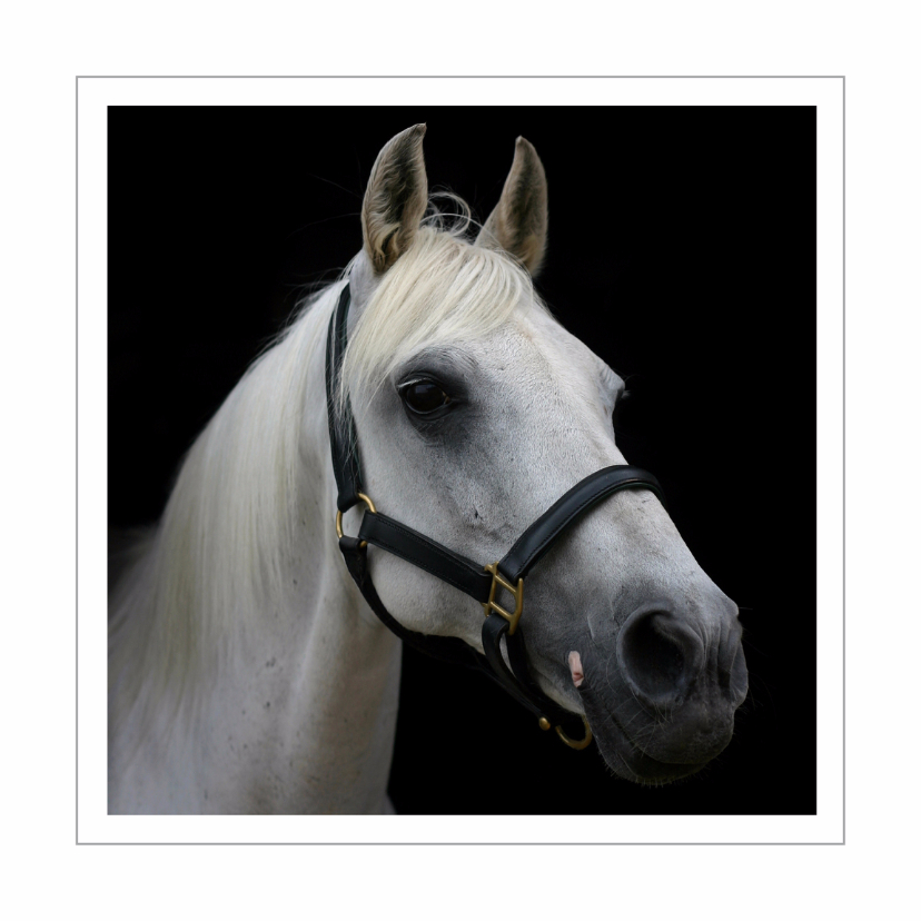 Dierenkaart wit paard 2 - Dierenkaarten Dierenkaarten - Dierenkaart wit paard 2