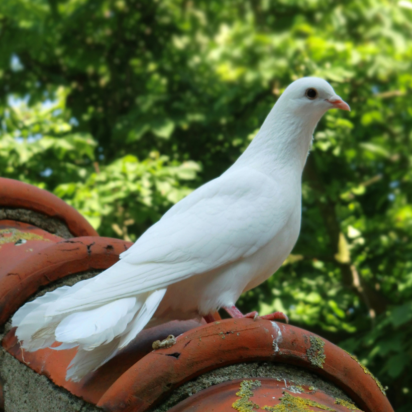 Dierenkaart Witte Sier-duif - Dierenkaarten Dierenkaarten - Dierenkaart Witte Sier-duif
