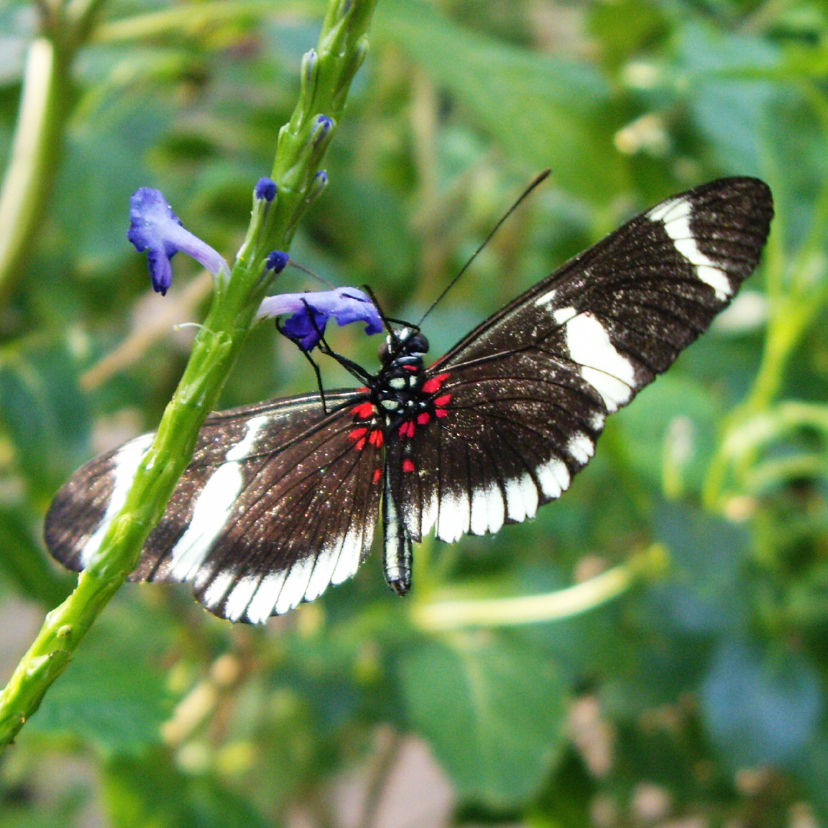 Dierenkaarten - Dierenkaart zwart met witte vlinder