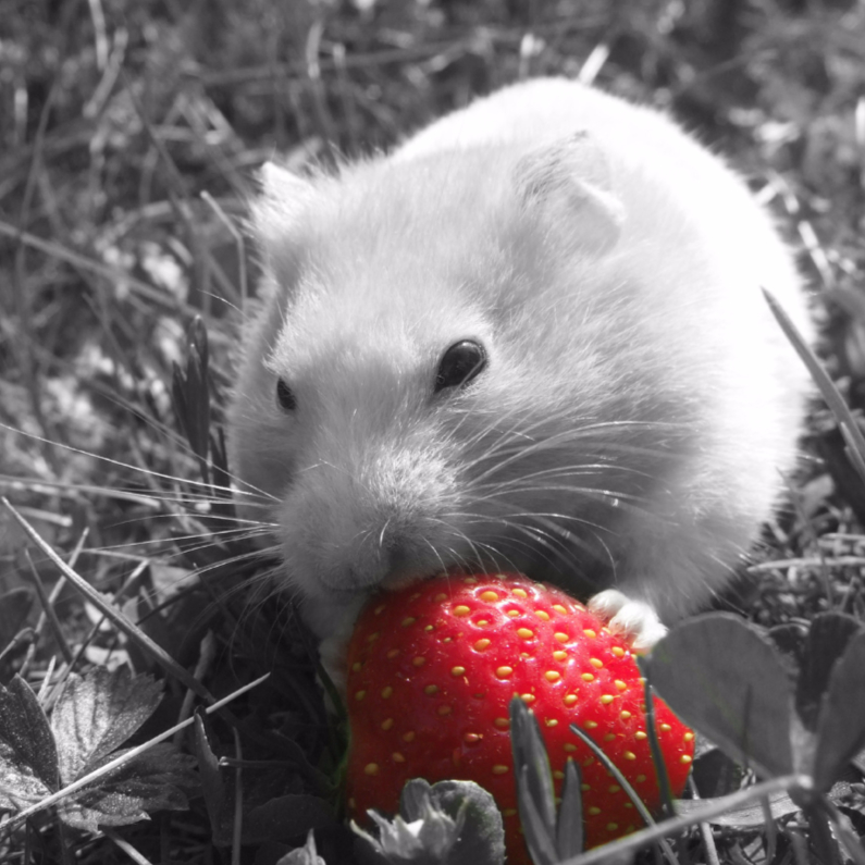 Don't eat my strawberry - DH - Dierenkaarten Dierenkaarten - Don't eat my strawberry - DH