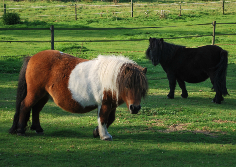 Fotokaart pony - Dierenkaarten Dierenkaarten - Fotokaart pony