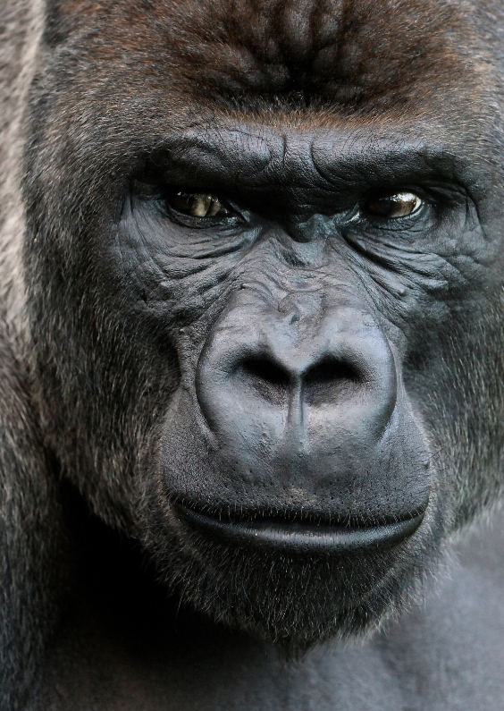 Gorilla 1 - OT - Dierenkaarten Dierenkaarten - Gorilla 1 - OT
