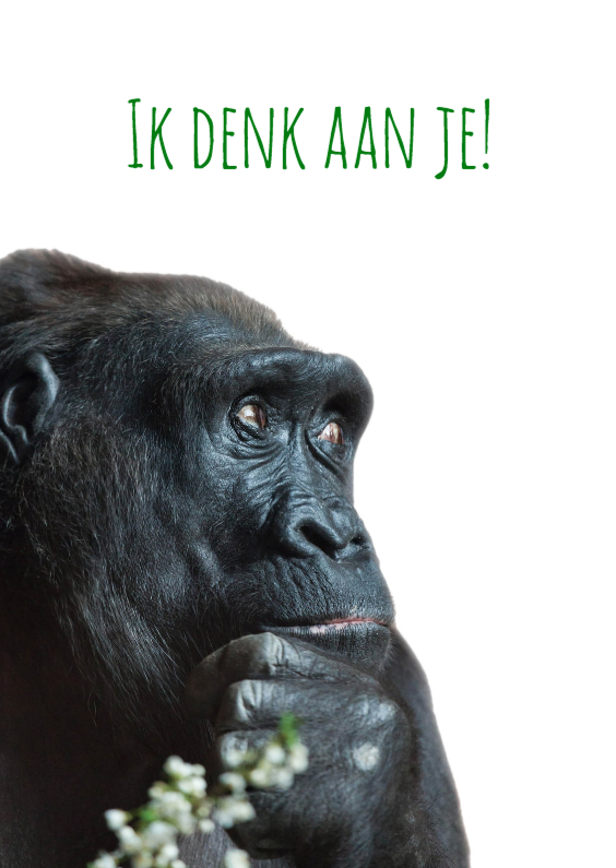 gorilla in gedachten-isf - Dierenkaarten Dierenkaarten - gorilla in gedachten-isf