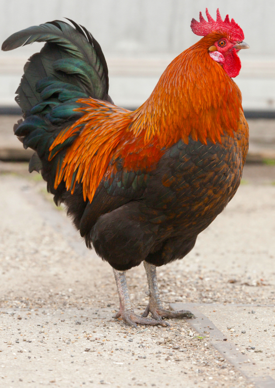 Dierenkaarten - Haantje