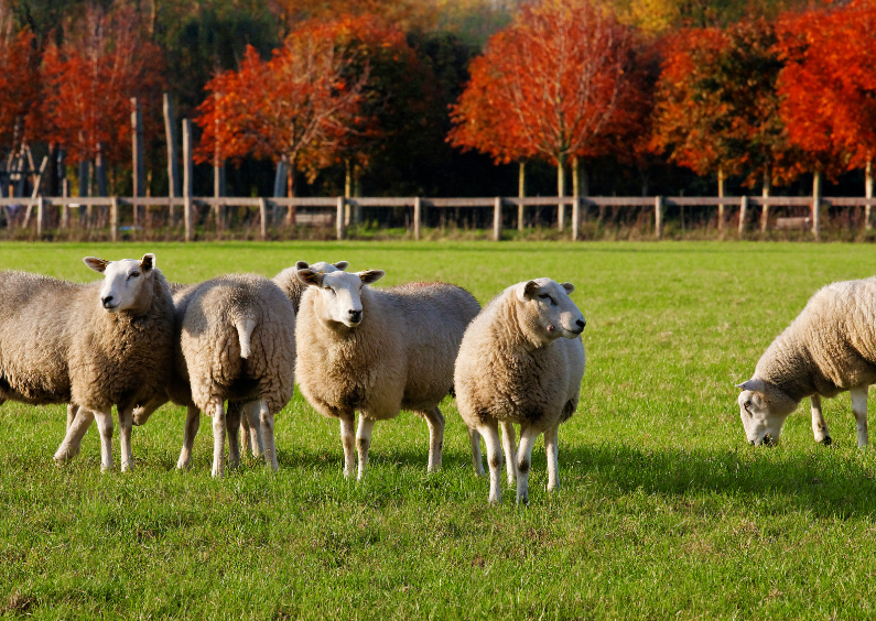 Dierenkaarten - Herfst bij de schapen - OT