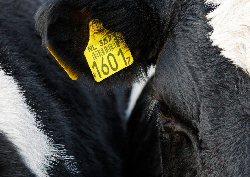 Hollandse Knuffelkoe - Dierenkaarten Dierenkaarten - Hollandse Knuffelkoe