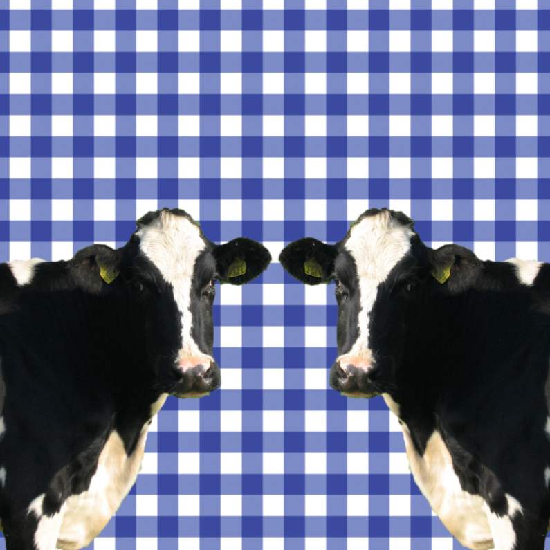 Hollandse koeien - Dierenkaarten Dierenkaarten - Hollandse koeien
