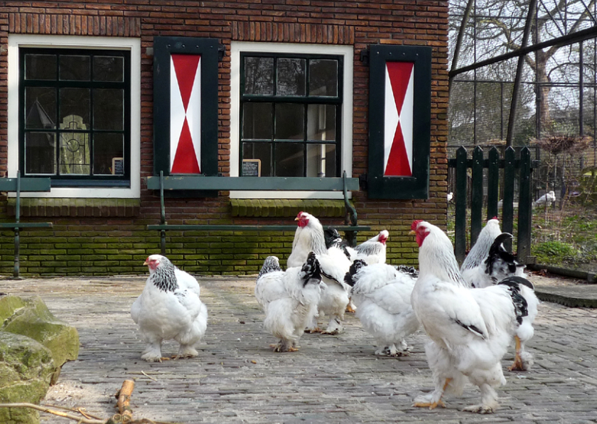 Kippen op de boerderij - Dierenkaarten Dierenkaarten - Kippen op de boerderij