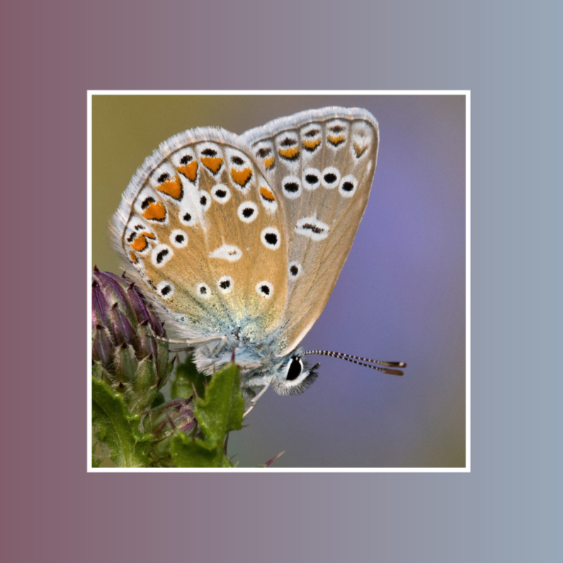 Klein&Vierkant-BlauwtjeOpDistel - Dierenkaarten Dierenkaarten - Klein&Vierkant-BlauwtjeOpDistel