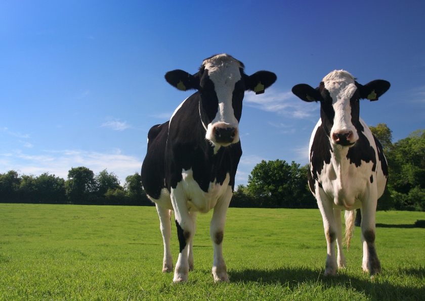 Koe en Koe - Dierenkaarten Dierenkaarten - Koe en Koe