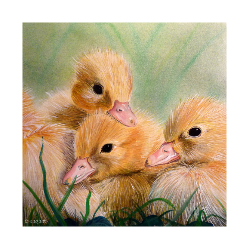 Kuikentjes familie - Dierenkaarten Dierenkaarten - Kuikentjes familie
