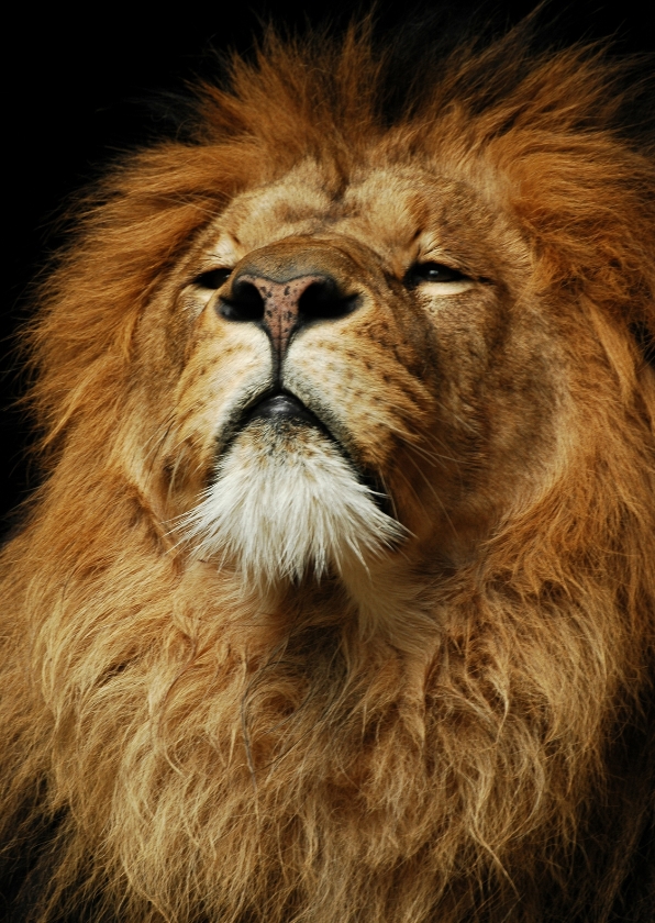 Leeuw Ceasar - Dierenkaarten Dierenkaarten - Leeuw Ceasar