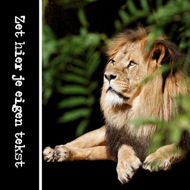 Leeuwengroetjes - OTTI - Dierenkaarten Dierenkaarten - Leeuwengroetjes - OTTI