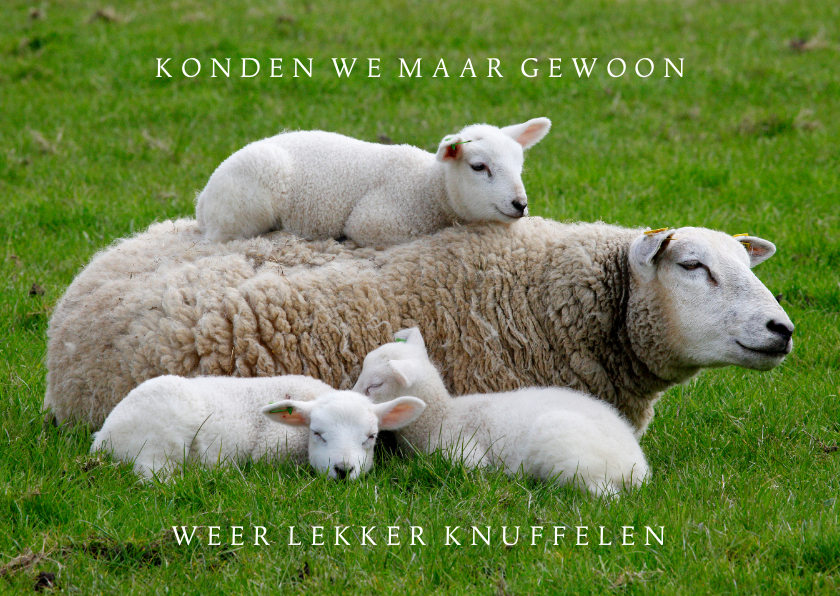 Lentekaart Knuffelkaart Moederschaap met 3 lammetjes - Dierenkaarten Dierenkaarten - Lentekaart Knuffelkaart Moederschaap met 3 lammetjes