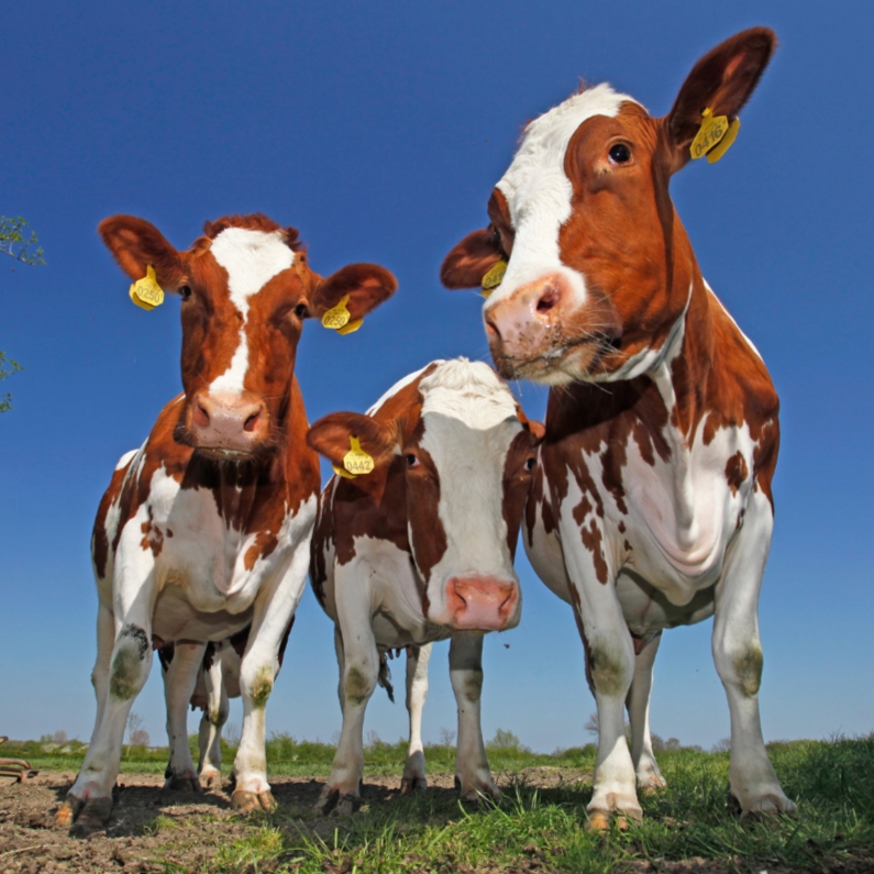 Leuke dierenkaart met mooie koeien - Dierenkaarten Dierenkaarten - Leuke dierenkaart met mooie koeien