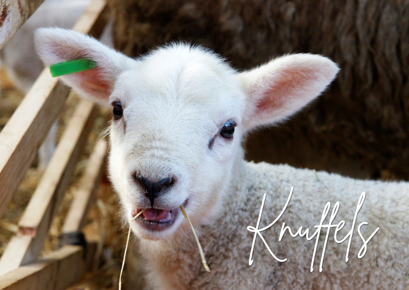 Lief lammetje in stal - Dierenkaarten Dierenkaarten - Lief lammetje in stal