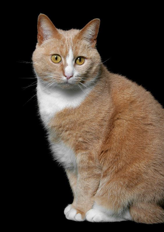 Lieve Poes - OT - Dierenkaarten Dierenkaarten - Lieve Poes - OT