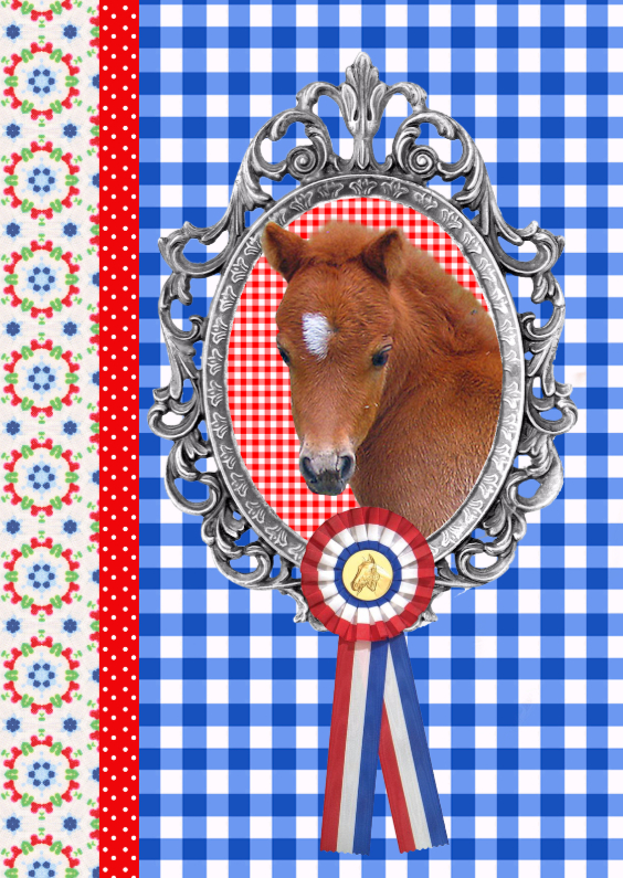 Little Pony - Dierenkaarten Dierenkaarten - Little Pony