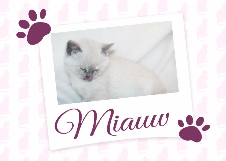Miauw - BK - Dierenkaarten Dierenkaarten - Miauw - BK
