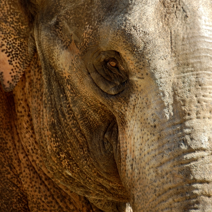 Olifant close-up - Dierenkaarten Dierenkaarten - Olifant close-up