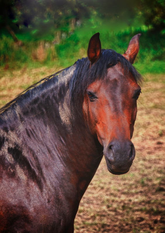 paard in de wei - Dierenkaarten Dierenkaarten - paard in de wei