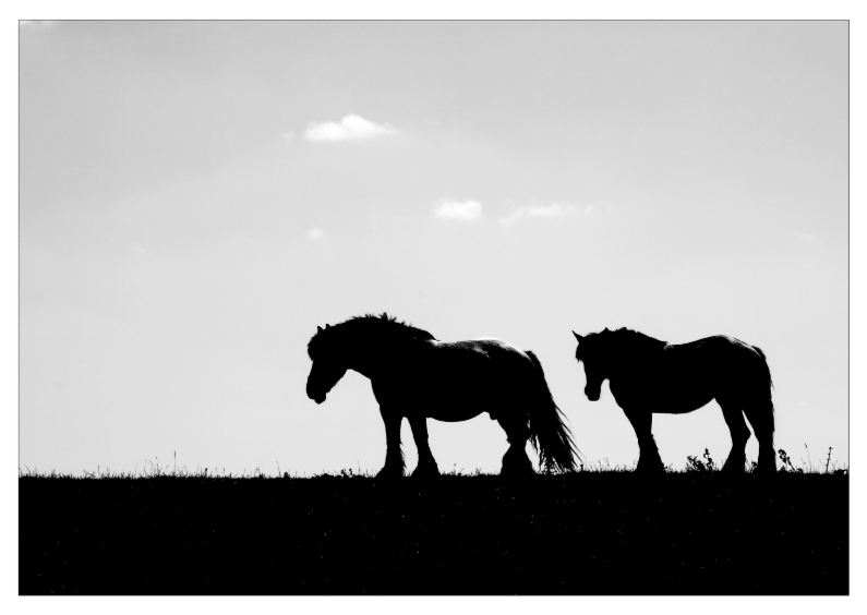 paarden op de dijk - Dierenkaarten Dierenkaarten - paarden op de dijk