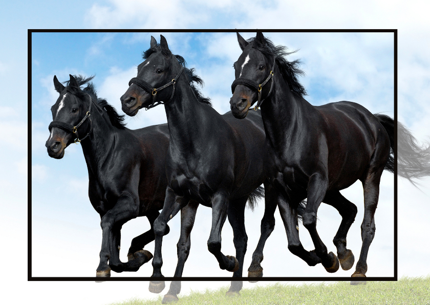 Paardenkaart in the picture - Dierenkaarten Dierenkaarten - Paardenkaart in the picture