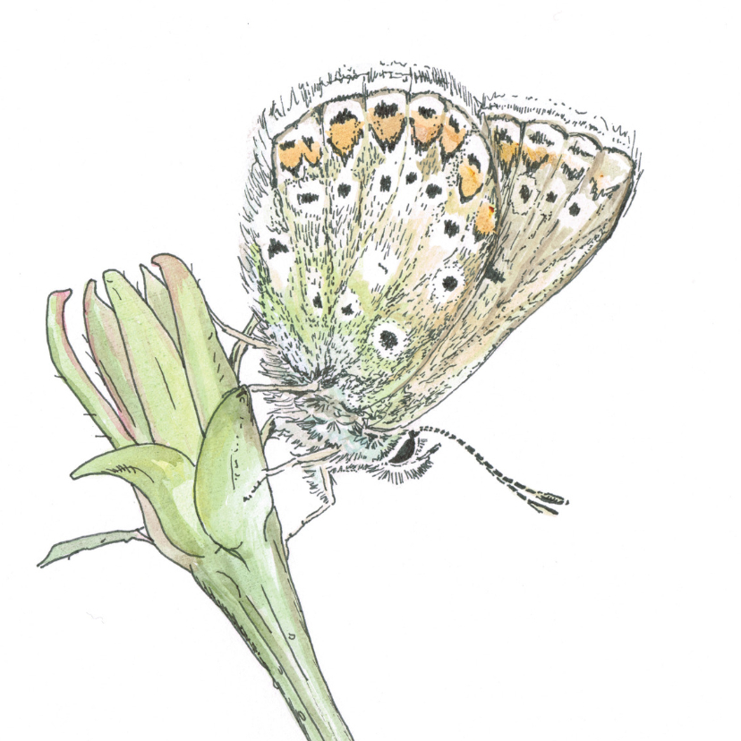 Pentekening Blauwtje kleur - Dierenkaarten Dierenkaarten - Pentekening Blauwtje kleur