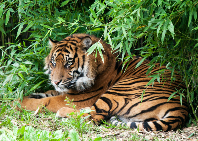 siberische tijger - Dierenkaarten Dierenkaarten - siberische tijger