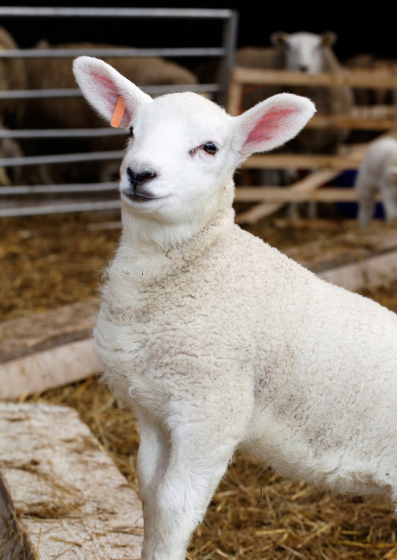 Stoer Lammetje - rammetje - Dierenkaarten Dierenkaarten - Stoer Lammetje - rammetje