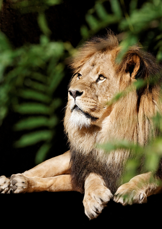 Stoere Leeuw - OT - Dierenkaarten Dierenkaarten - Stoere Leeuw - OT