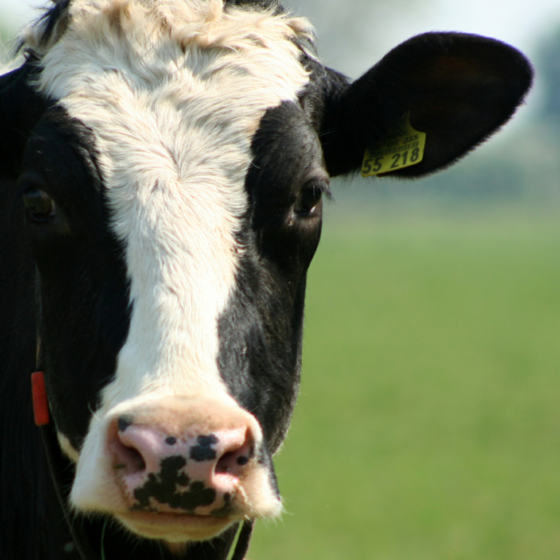 Typisch Hollands - koe - Dierenkaarten Dierenkaarten - Typisch Hollands - koe