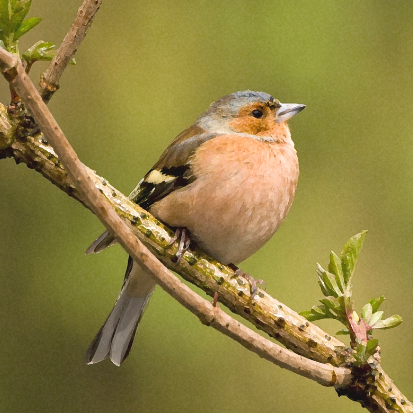 Vinkje - Dierenkaarten Dierenkaarten - Vinkje