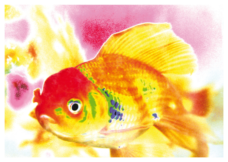 Dierenkaarten - Vrolijke vis - OTTI