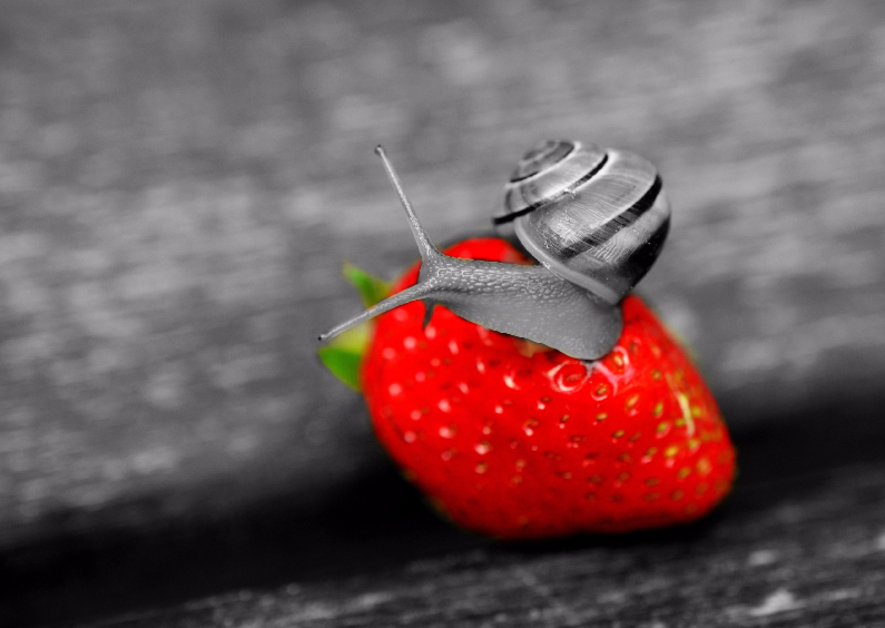 Waarbij? Aardbei! - DH - Dierenkaarten Dierenkaarten - Waarbij? Aardbei! - DH